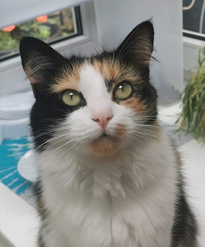 Tierpflege / Fellpflege